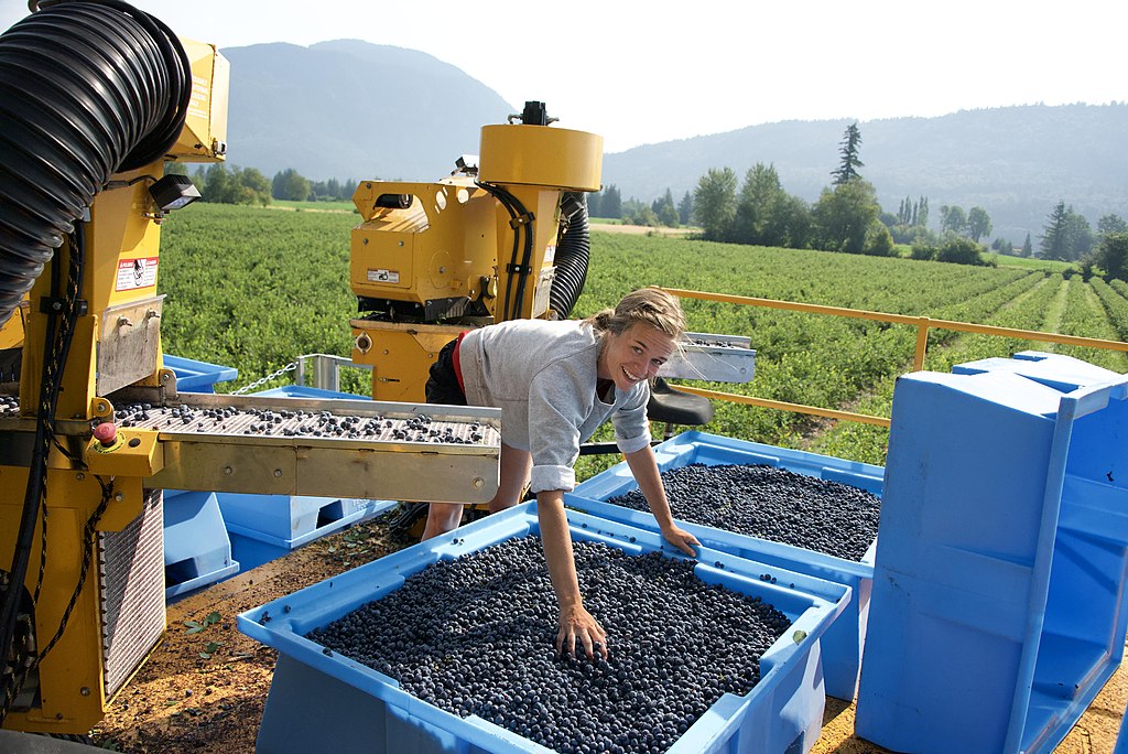 La imagen tiene un atributo ALT vacío; su nombre de archivo es Abby_Blueberries_-_machine_picking_blueberries_in_July.jpg