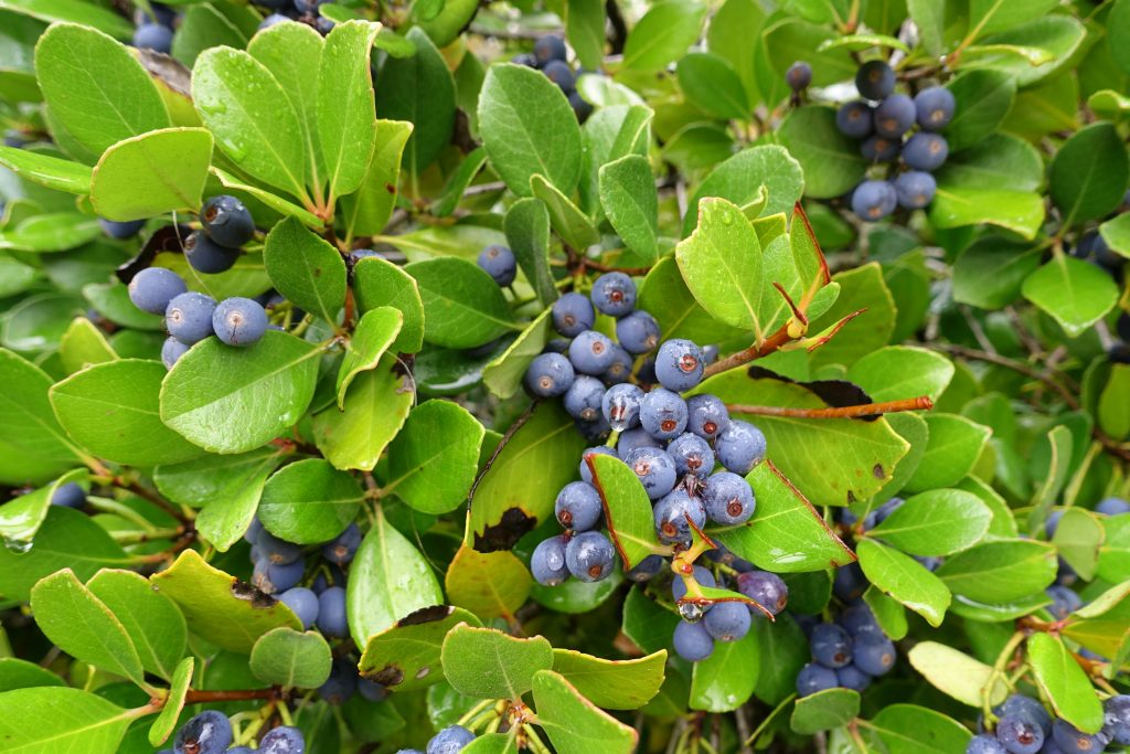 La imagen tiene un atributo ALT vacío; su nombre de archivo es Blueberries_-_Jardim_Botanico-1024x683.jpg