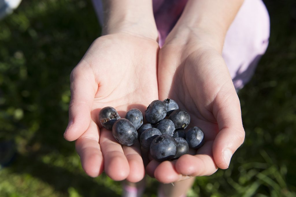 La imagen tiene un atributo ALT vacío; su nombre de archivo es Blueberry_Picking_125267747-1024x683.jpeg